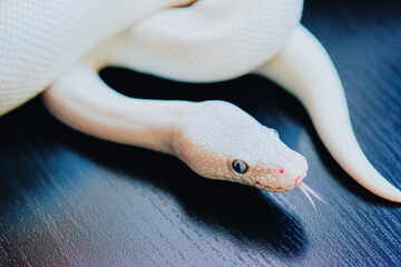 close up of a white snake