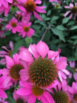 Pink Coneflowers