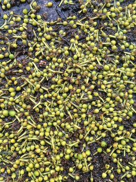 Tiny green seeds in water