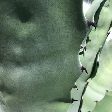Blue Agave leaves