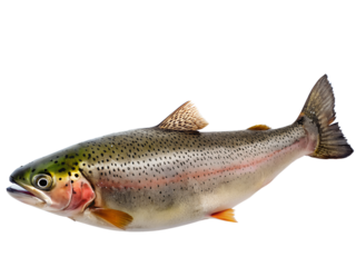 trout fish on transparent background