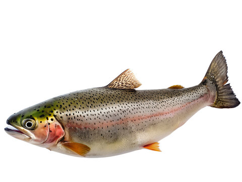 trout fish on transparent background