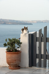 Grey and white cat on a wall in Santorini island in Greece with blue sky and sea background. High...