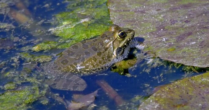 Common green frog (aka edible frog, Pelophylax kl. esculentus) with inflated vocal sacs during mating season, Lyon, France