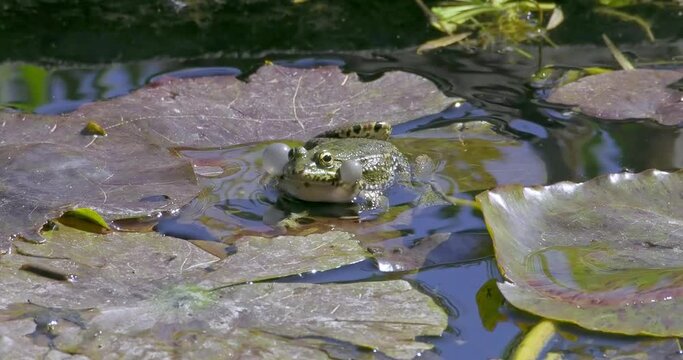 Common green frog (aka edible frog, Pelophylax kl. esculentus) with inflated vocal sacs during mating season, Lyon, France