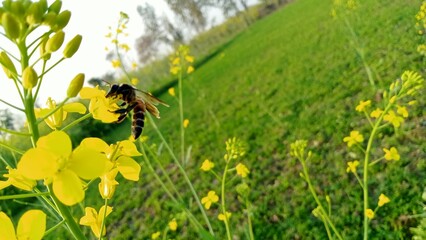 Fototapeta premium Golden Symphony - Honeybees Flutter Through Lush Mustard Fields