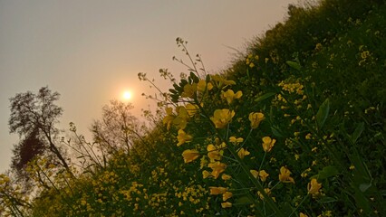Obraz na płótnie Canvas Golden Horizon - Mustard Fields Aglow in the Setting Sun