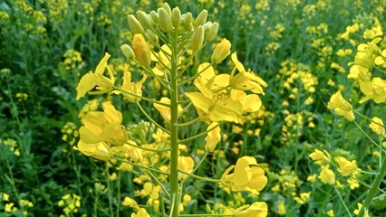 Fields of Gold - Yellow Mustard Blooms Amidst Verdant Green Leaves