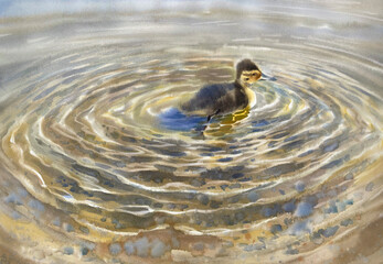 A duckling swimming in water realistic watercolor illustration. Water background