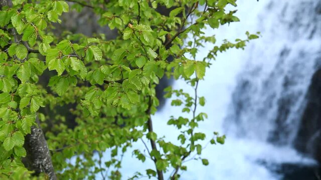 Close-up of the leaves of the tree and in the background the out-of-focus waterfall. Saut deth Pish in the Vall d'Aran (Catalonia, Spain)