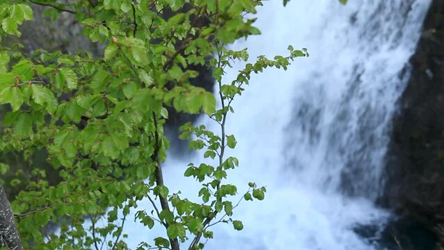 Close-up moving camera with change of focus from tree to waterfall. Saut deth Pish in the Aran Valley (Catalan Pyrenees)