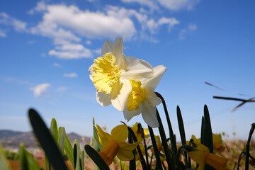 Close-up of two yellow daffodil flowers against blue sky background with clouds
