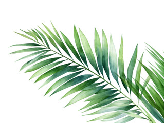 Watercolor coconut leaves branch clipart isolated on transparent background