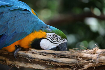 ルリコンゴウインコ　ブラジル
