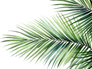 Obraz premium Watercolor coconut leaves branch clipart isolated on transparent background 
