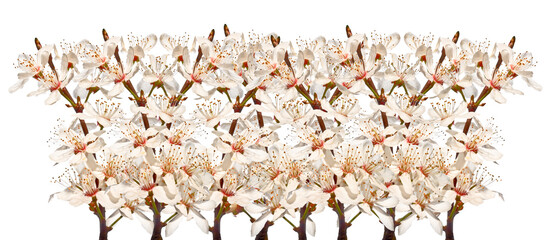 Blooming cherry twigs isolated on white background