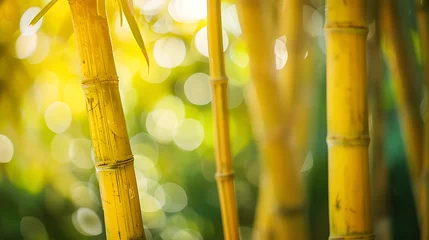 Fotobehang Copy space the certain of yellow bamboo blur background © Anditya
