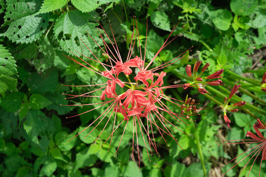 Close-up of Lycoris radiata aka red spider lily, red magic lilly, corpse flower, or equinox flower in bloom
