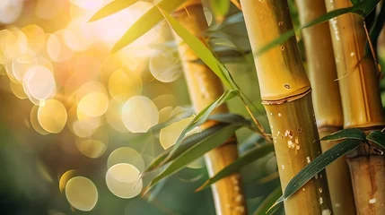 Foto op Plexiglas Copy space the certain of yellow bamboo blur background © Anditya