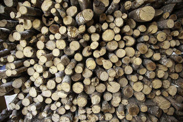 Wood cut for firewood - 767663677
