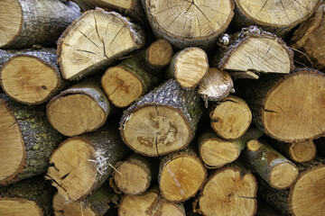 Wood cut for firewood - 767663683