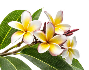 Fototapeta premium Frangipani am Zweig isoliert auf weißen Hintergrund, Freisteller