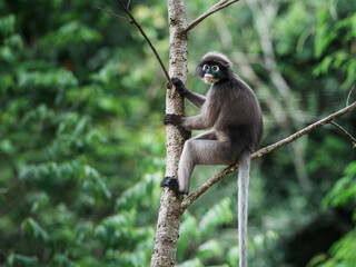 Trachypithecus obscurus monkey or lemurs, langur, ape, sitting on branch and is lonely, absentminded in forest. Kaeng Krachan National Park, Phetchaburi, Thailand. Leave free space for banner text.