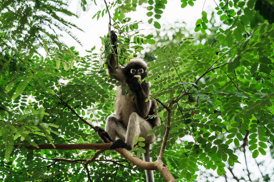 Trachypithecus obscurus monkey or lemurs, langur, ape, endangered animals sitting on tree branch. It is hungry and eats leaves as food in forest. Kaeng Krachan National Park, Phetchaburi, Thailand.