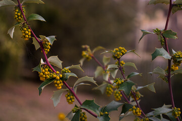 Blossoming flower in the spring, Barcelona botanical garden 