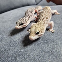 Leopard Gecko, 레오파드게코