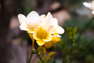 Blossoming flower in the spring, Barcelona botanical garden 