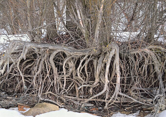 Tree roots washed away by water on the river bank in winter