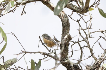 The grey penduline tit (Anthoscopus caroli), also known as the African penduline-tit, is a species of bird in the family Remizidae. This photo was taken in South Africa.