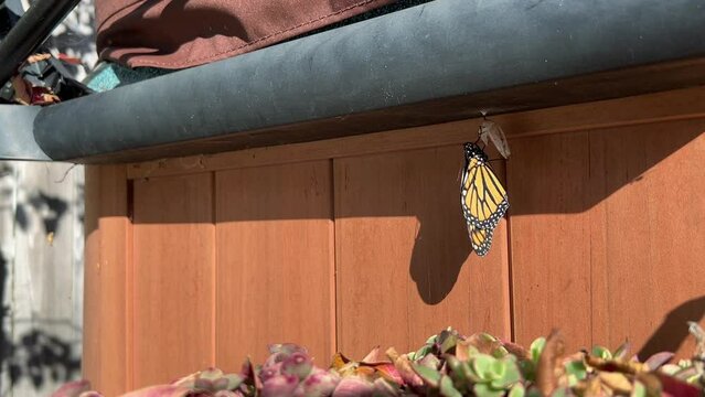 Monarch butterfly hangs to dry after pupa phase