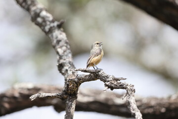 The grey penduline tit (Anthoscopus caroli), also known as the African penduline-tit, is a species of bird in the family Remizidae. This photo was taken in South Africa.