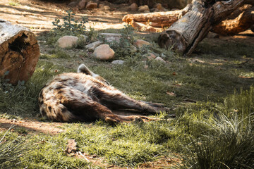 Fototapeta na wymiar Barcelona Zoo, animals in spring, Spotted hyaena sleeping under the sun 