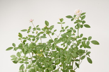 A miniature pinkish-white rose, scientifically known as Rosa sp., blooms elegantly amidst lush green leaves, captured against a pristine white backdrop.