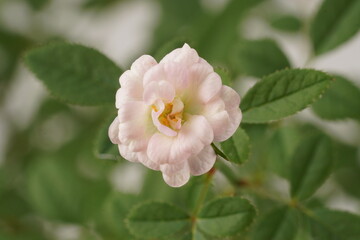 A miniature pinkish-white rose, scientifically known as Rosa sp., blooms elegantly amidst lush green leaves, captured against a pristine white backdrop.