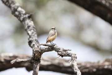 The grey penduline tit (Anthoscopus caroli), also known as the African penduline-tit, is a species of bird in the family Remizidae. This photo was taken in South Africa.