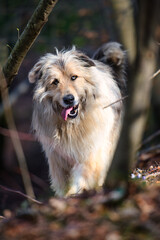 Light mountain sheepdog in the forest