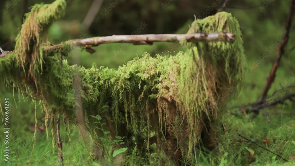 Aufkleber tangles branches and roots of the fallen tree covered with lush hanging moss in the enchanted forest