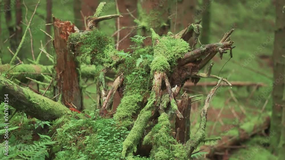 Aufkleber broken branches and exposed roots of the fallen tree covered with moss and ferns in the enchanted lu