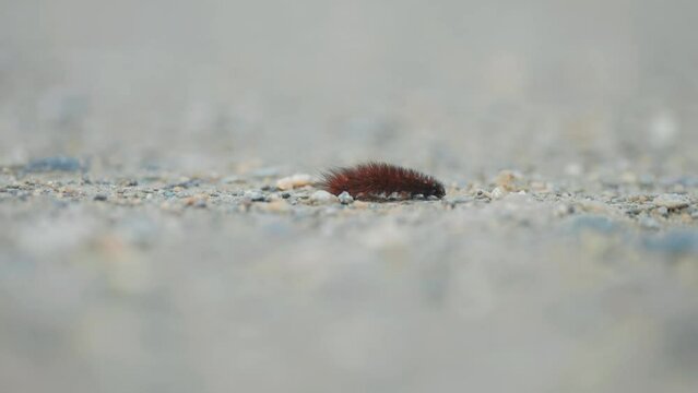 A fluffy caterpillar crawls slowly on the ground. Tracking macro shot
