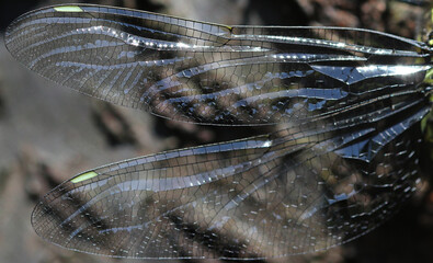 Flügel - Blaugrüne Mosaikjungfer - Southern Hawker
