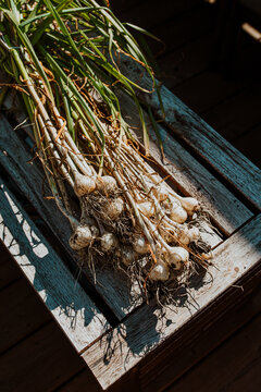 freshly picked garlic from the garden for harvest