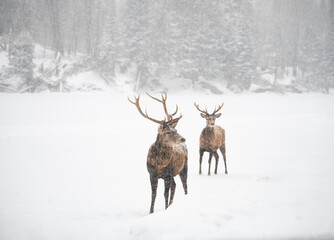Two male red deer standing at edge of woods on a snowy day.