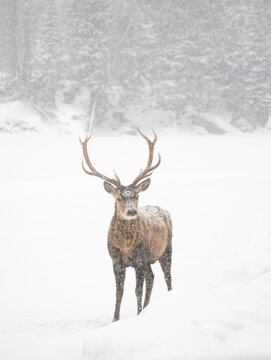 Male red deer with large antlers standing in snowy field in winter.