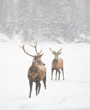 Two male red deer standing at edge of woods on a snowy day.
