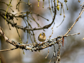 Sommergoldhähnchen (Regulus ignicapilla)