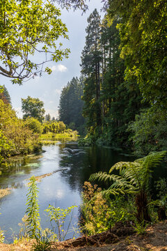 Tranquil River View Flanked by Redwoods in New Zealand